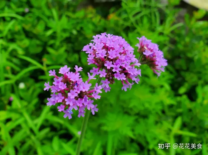 【二十四节气·夏至】日北至,日长之至,日影短至,故曰夏至-夏至日的昼夜情况