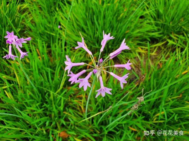 【二十四节气·夏至】日北至,日长之至,日影短至,故曰夏至-夏至日的昼夜情况