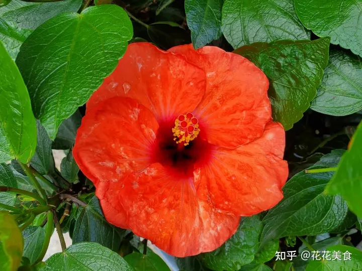 【二十四节气·夏至】日北至,日长之至,日影短至,故曰夏至-夏至日的昼夜情况