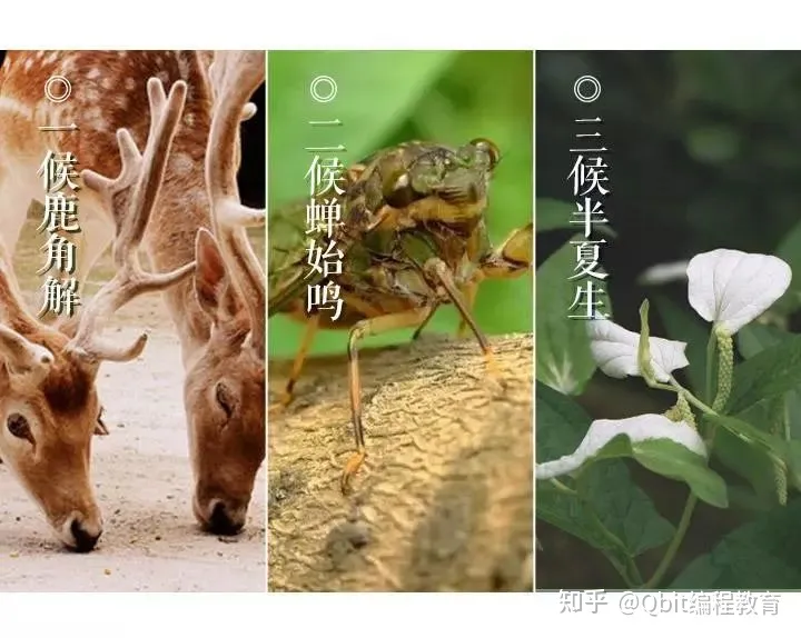 节气小常识:夏至习俗有哪些?夏至三候又是什么?-夏至节气的气候特点是什么和什么