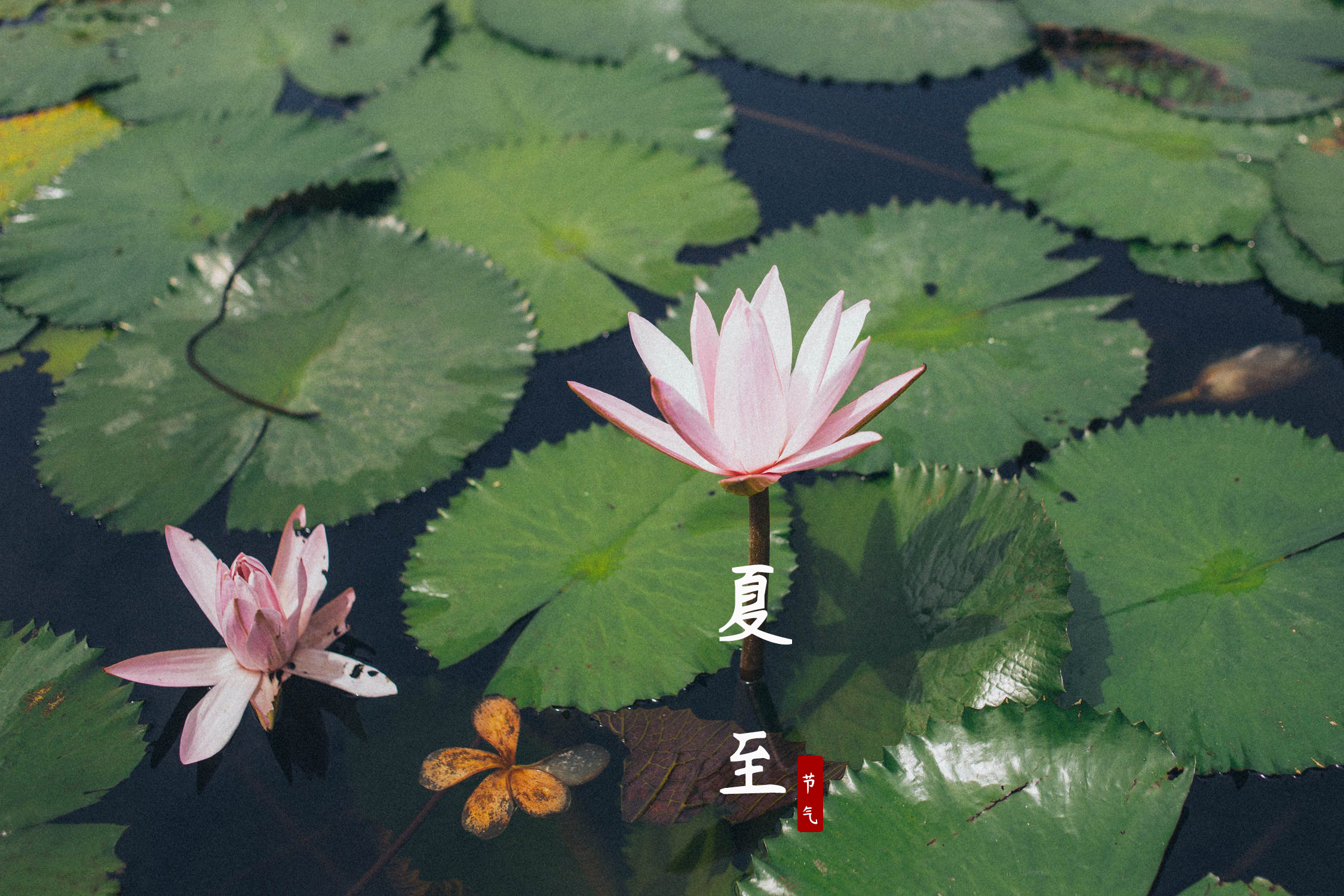 6月21日夏至:吃什么?做什么?-夏至这天要吃什么食物