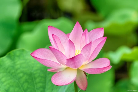 梅雨季吃什么?走地鸡在夏季的特有烧法,清热解暑又鲜美,必吃!-走地鸡吃什么食物