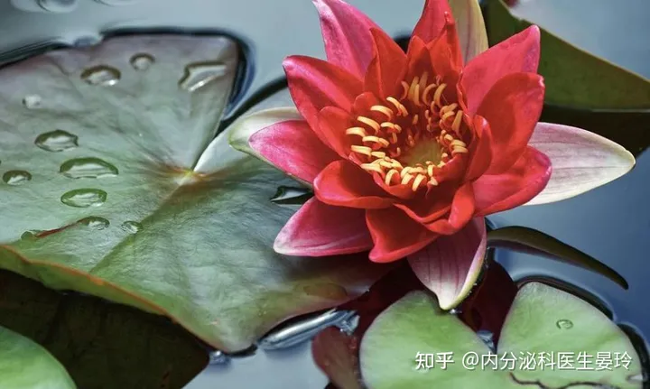 夏至美食的正确打开方式-食谱大全家常菜的做法大全下载