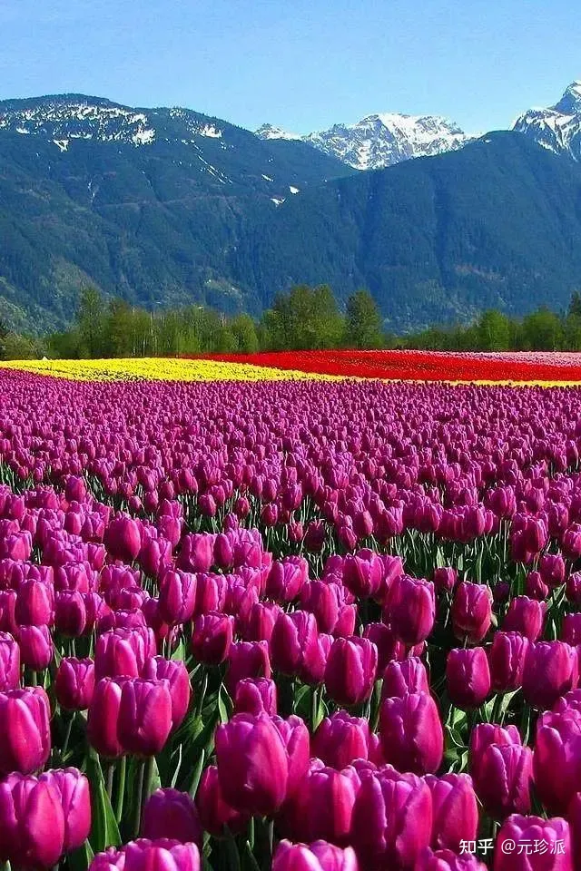 郁金香花语象征与寓意(郁金香花语诗句)(郁金香花语及寓意)