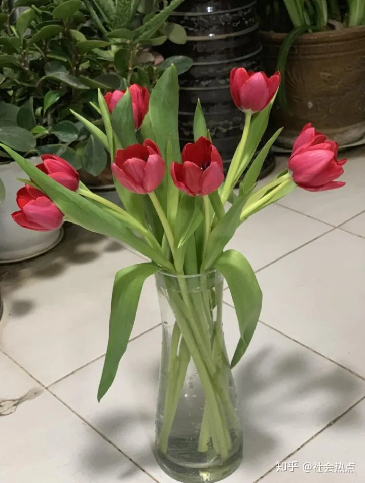 花加——郁金香的传说及各色花语(郁金香花瓣的特点)