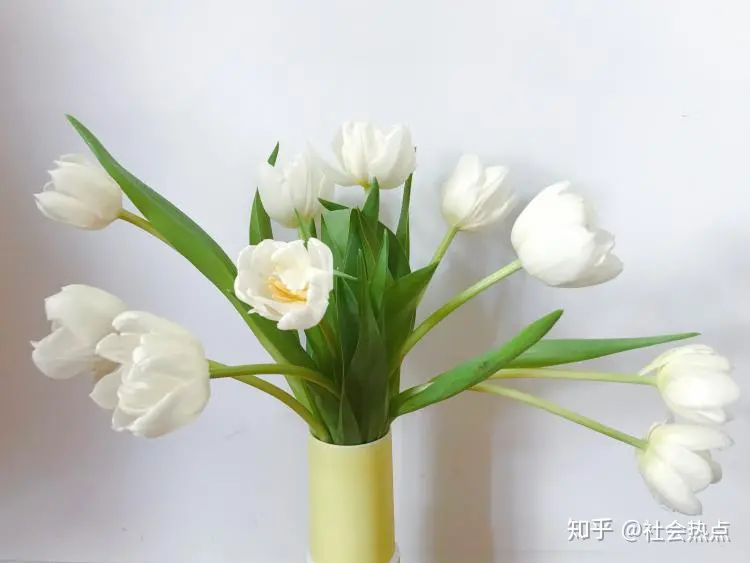 花加——郁金香的传说及各色花语(郁金香花瓣的特点)