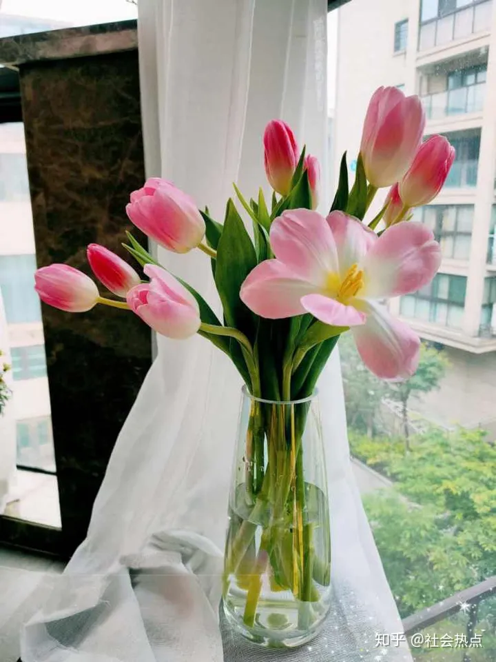 花加——郁金香的传说及各色花语(郁金香花瓣的特点)