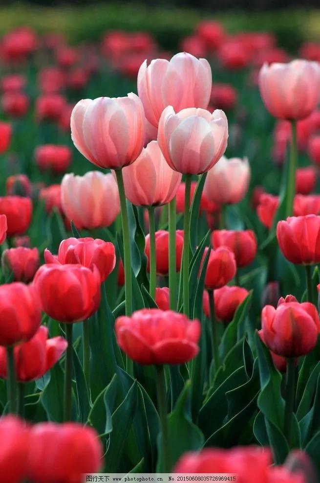 郁金香花语和寓意(郁金香适合送什么人)