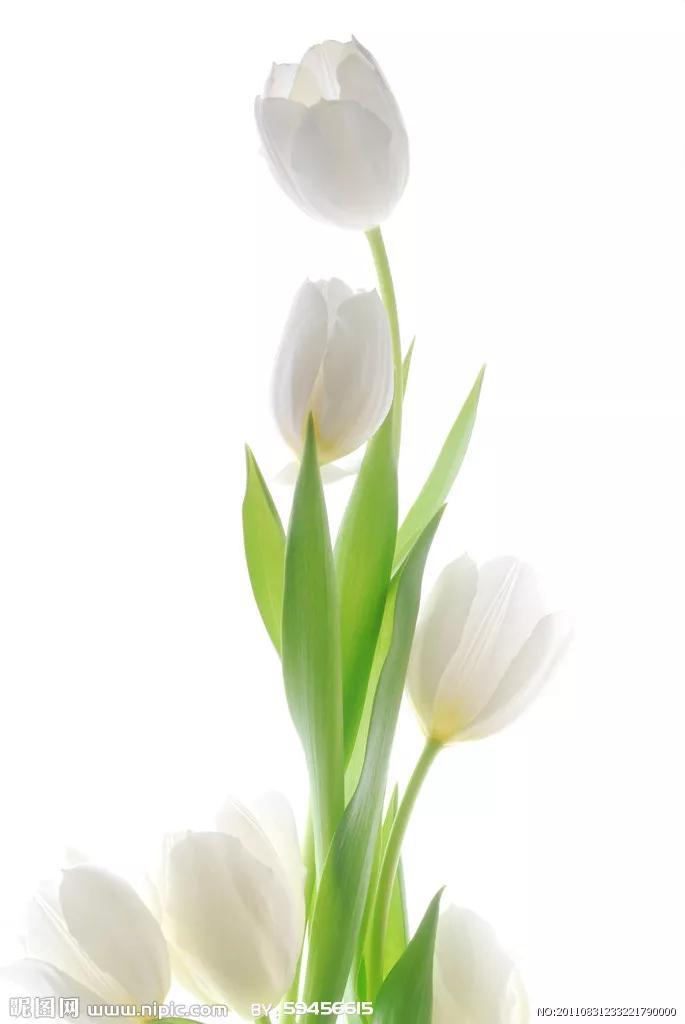 郁金香花语和寓意(郁金香适合送什么人)