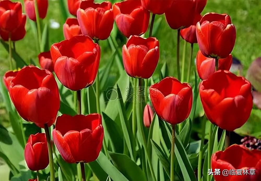 【林草文化】科普篇‖一枝娉婷秀春光,芬芳满溢郁金香(一树意思解释)