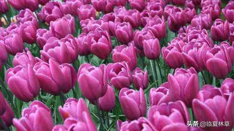 【林草文化】科普篇‖一枝娉婷秀春光,芬芳满溢郁金香(一树意思解释)