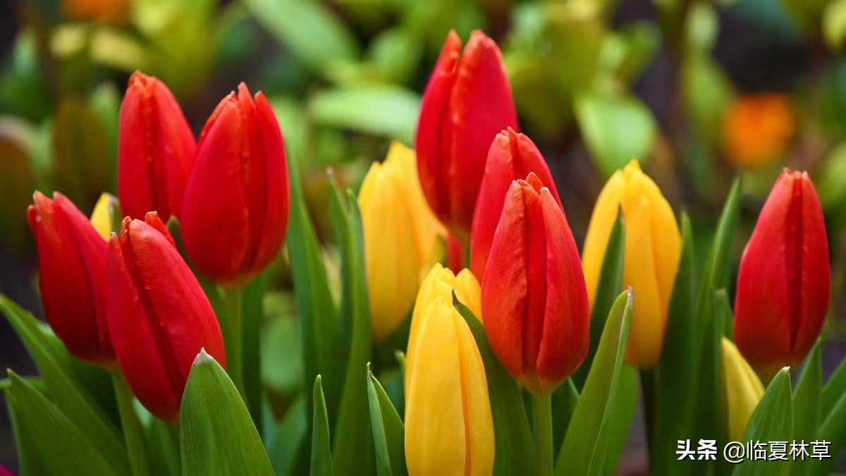 【林草文化】科普篇‖一枝娉婷秀春光,芬芳满溢郁金香(一树意思解释)