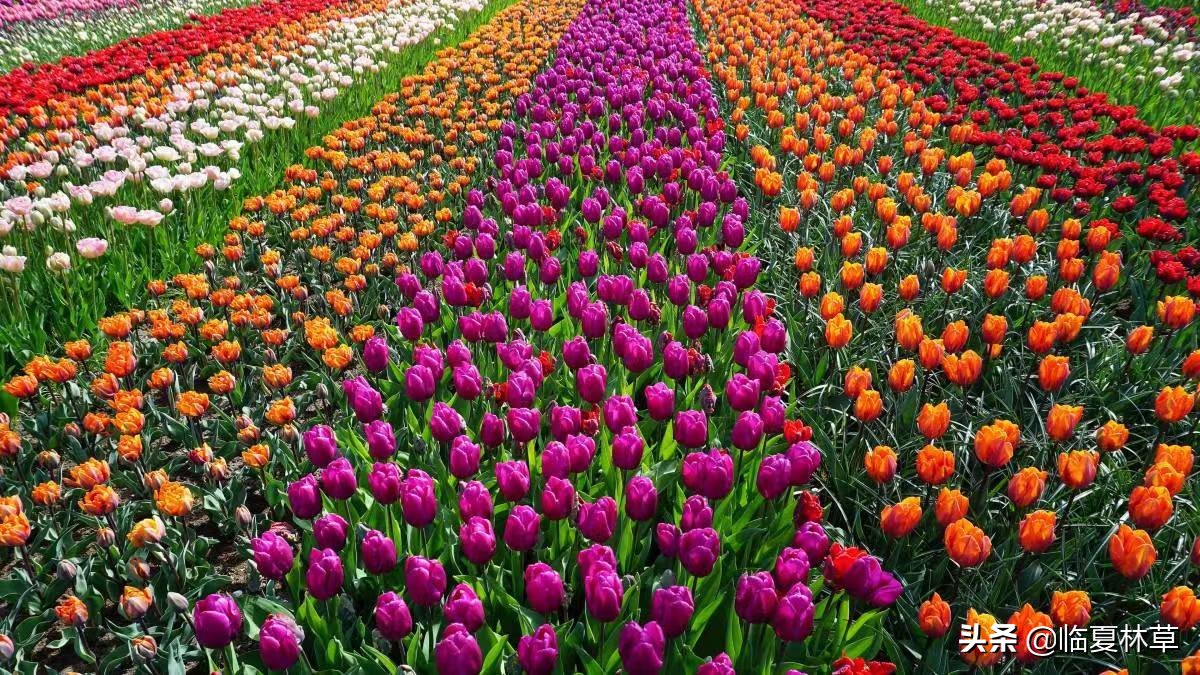 【林草文化】科普篇‖一枝娉婷秀春光,芬芳满溢郁金香(一树意思解释)