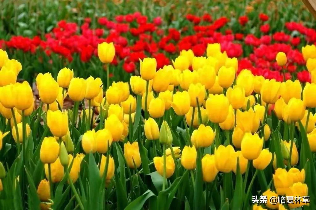 【林草文化】科普篇‖一枝娉婷秀春光,芬芳满溢郁金香(一树意思解释)