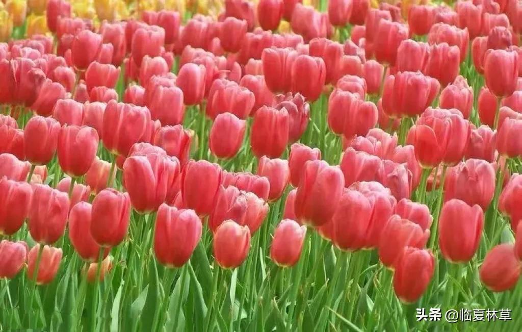 【林草文化】科普篇‖一枝娉婷秀春光,芬芳满溢郁金香(一树意思解释)