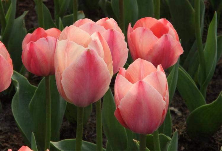 有7种郁金香的花语,平时大多数人都不清楚,关键时候学习下(郁金香花的花语是什么)