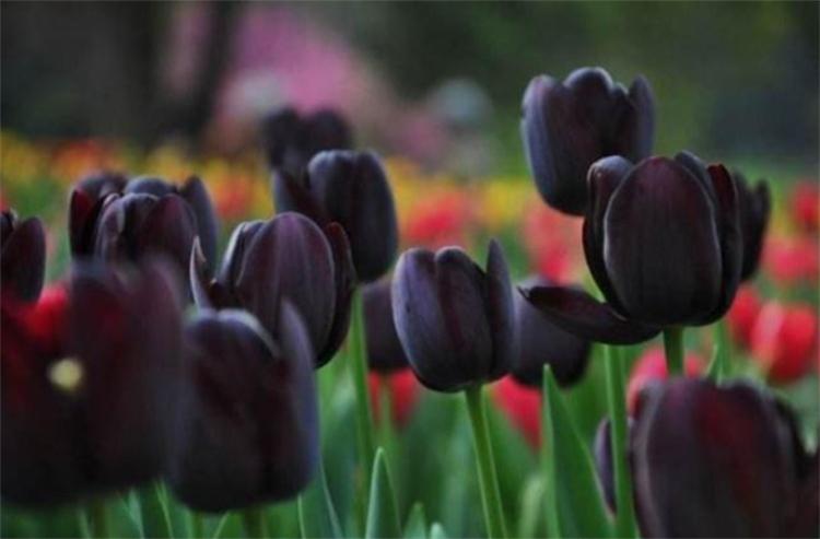 有7种郁金香的花语,平时大多数人都不清楚,关键时候学习下(郁金香花的花语是什么)