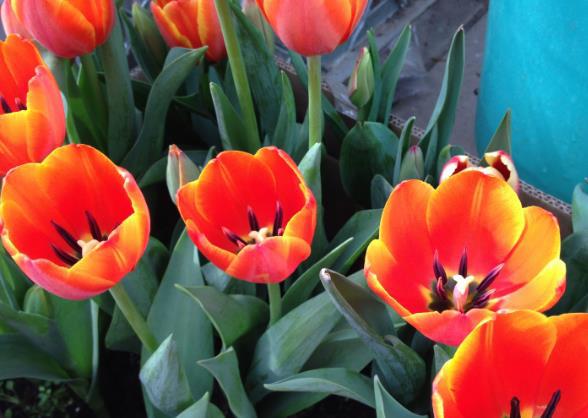 此花有着端庄高雅的气质,是一种爱情之花,也代表着永恒的爱情(什么花端庄典雅)