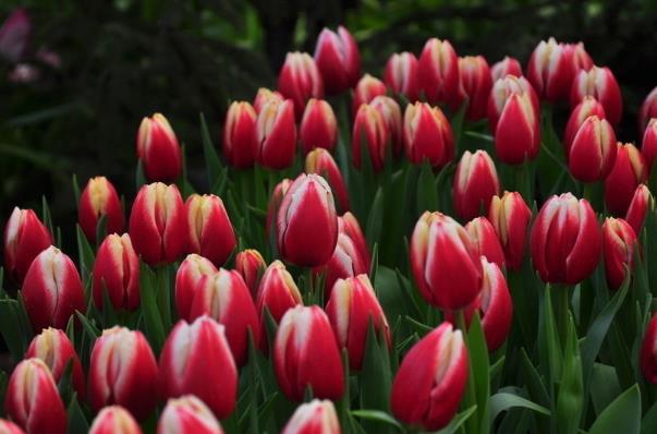 此花有着端庄高雅的气质,是一种爱情之花,也代表着永恒的爱情(什么花端庄典雅)