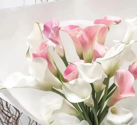 情人节送花,别只想到红玫瑰!(情人节送一朵玫瑰花合适吗?)