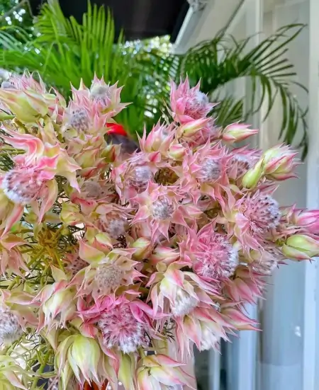 情人节送花,别只想到红玫瑰!(情人节送一朵玫瑰花合适吗?)