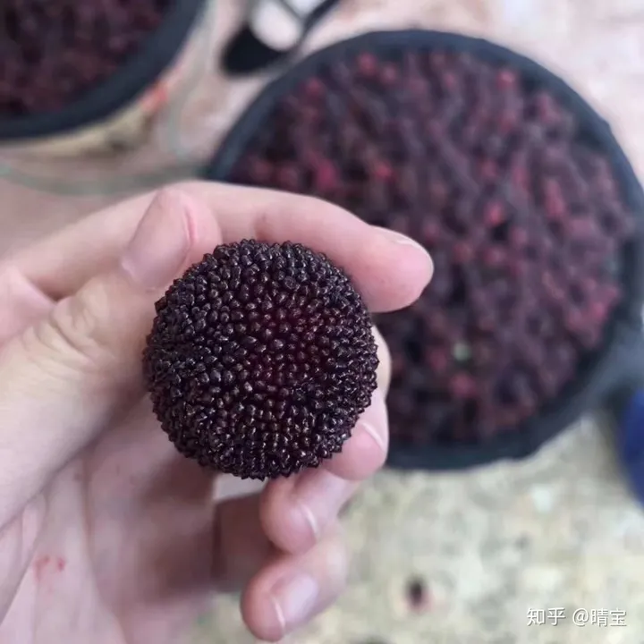 今天告诉大家杨梅是有什么功效(杨梅有什么功效啊)