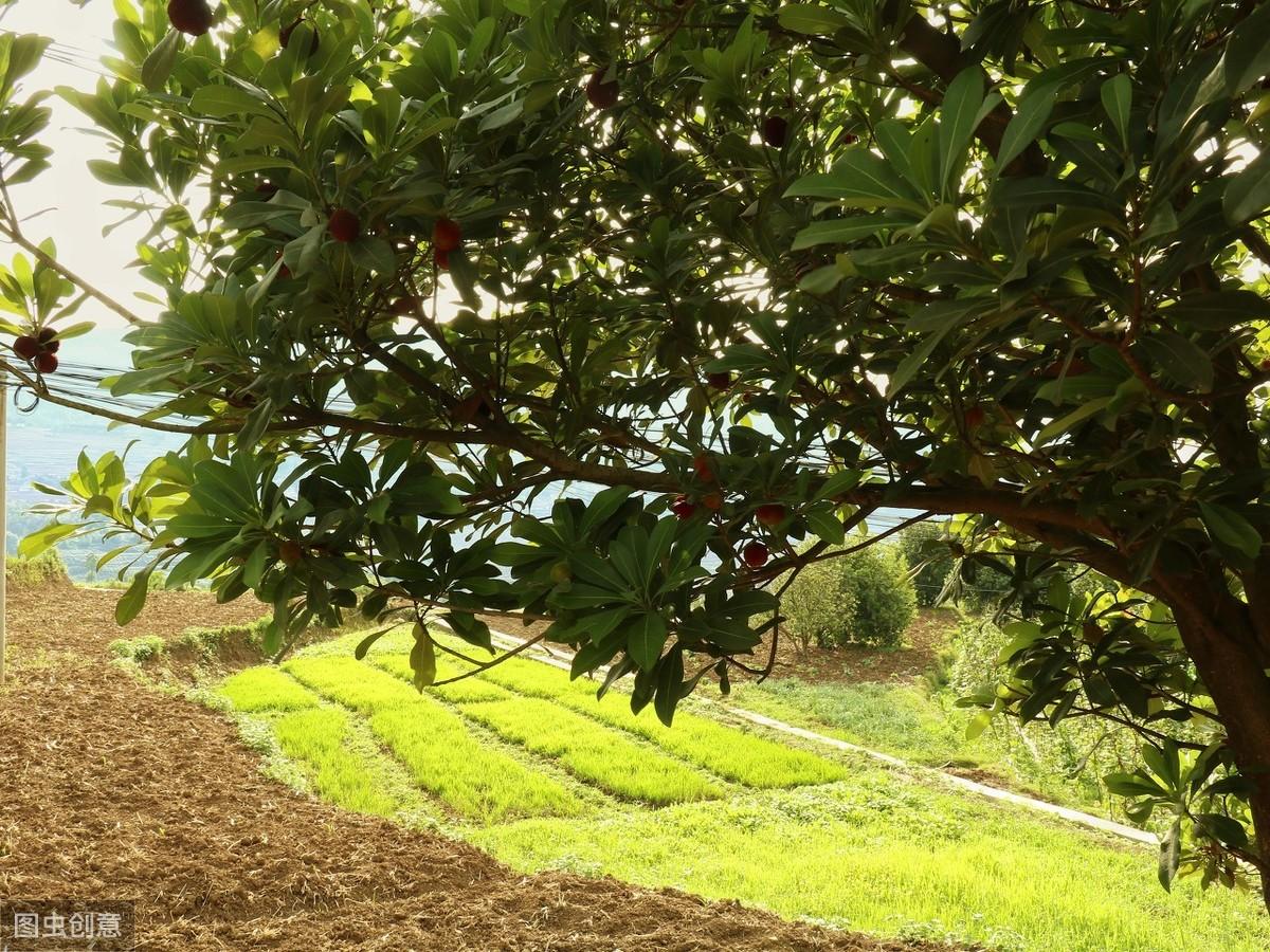 最具中国风的水果杨梅,经常吃有什么功效?看医生怎么说(杨梅营养价值高吗)