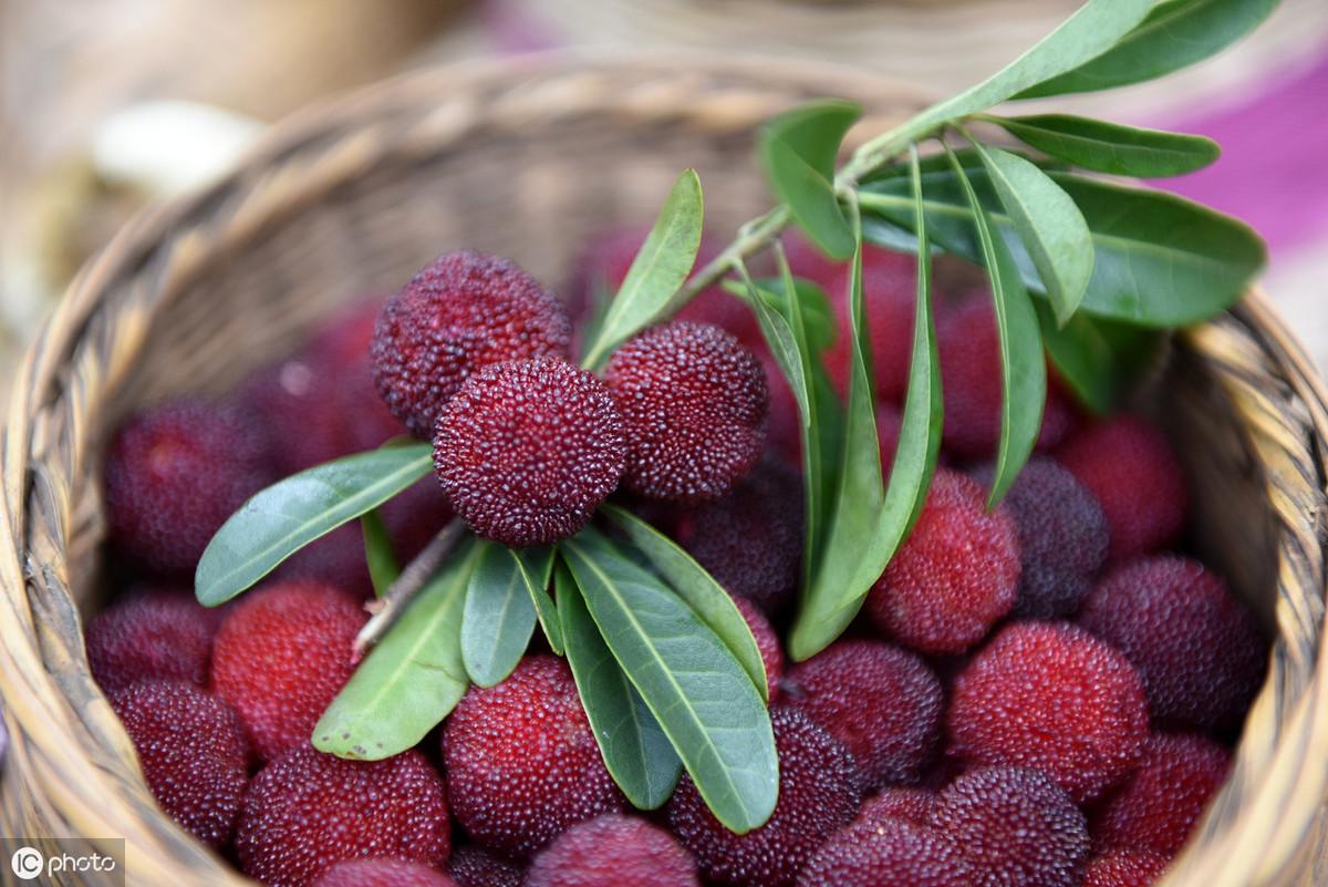 最具中国风的水果杨梅,经常吃有什么功效?看医生怎么说(杨梅营养价值高吗)