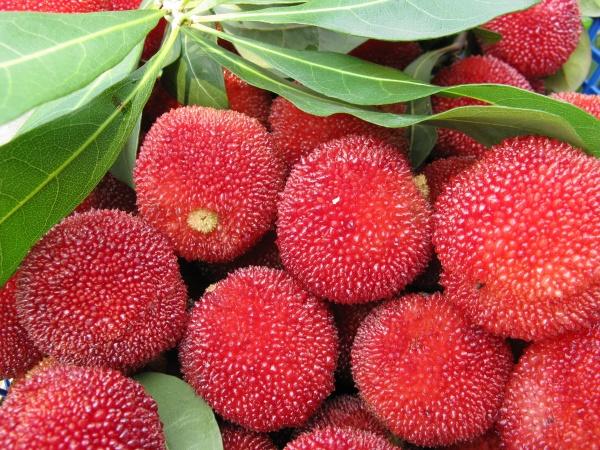 杨梅号称“果中珍品”营养高,可营养师说:这3类人最好不要吃(杨梅营养好吗能吃吗有营养吗)