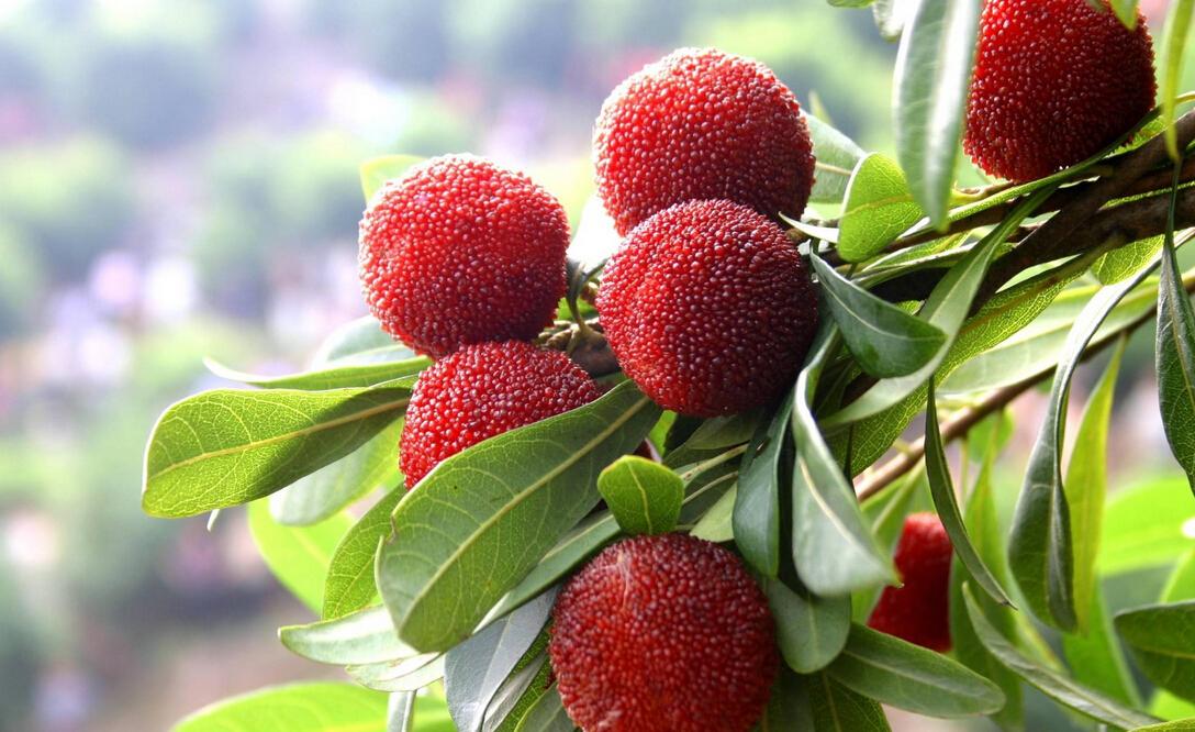 杨梅号称“果中珍品”营养高,可营养师说:这3类人最好不要吃(杨梅营养好吗能吃吗有营养吗)