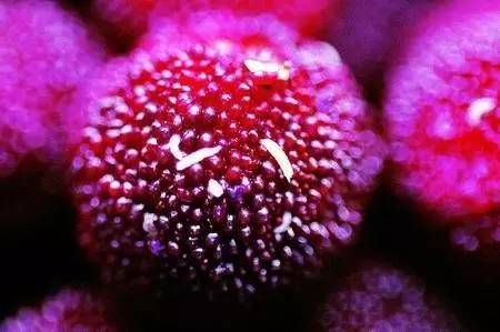 杨梅号称“果中珍品”营养高,可营养师说:这3类人最好不要吃(杨梅营养好吗能吃吗有营养吗)