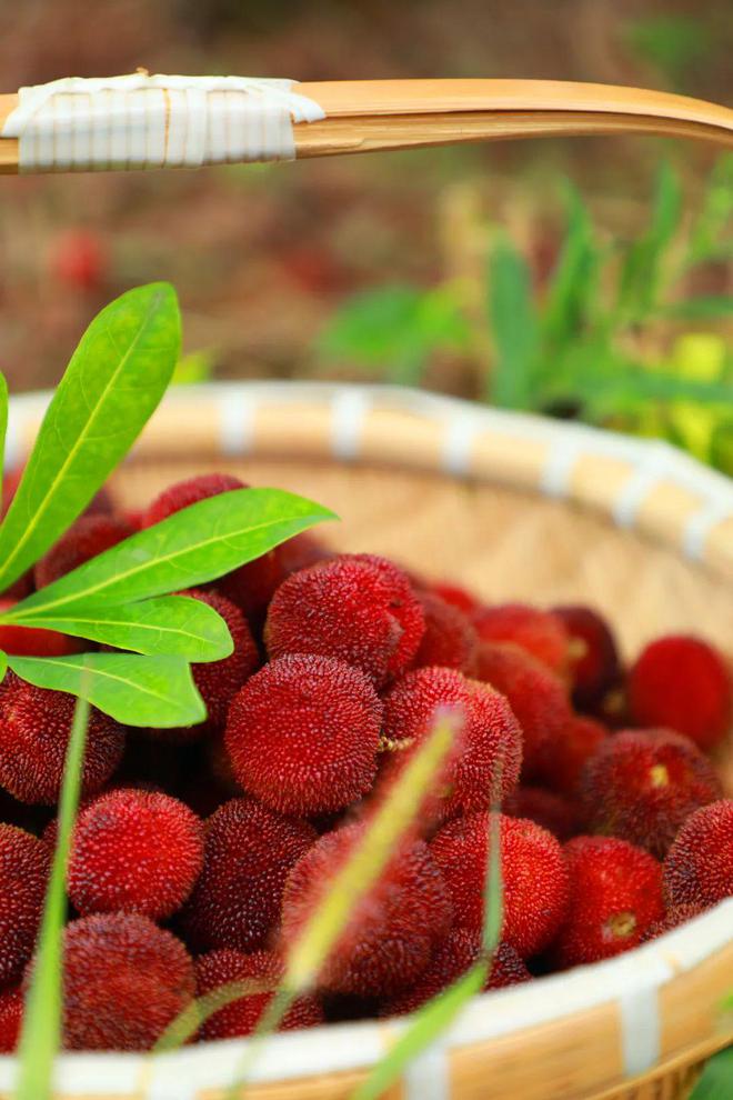 夏日炎炎 “梅”好味道(夏日炎炎下一句词语有哪些)