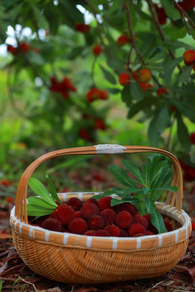 夏日炎炎 “梅”好味道(夏日炎炎下一句词语有哪些)