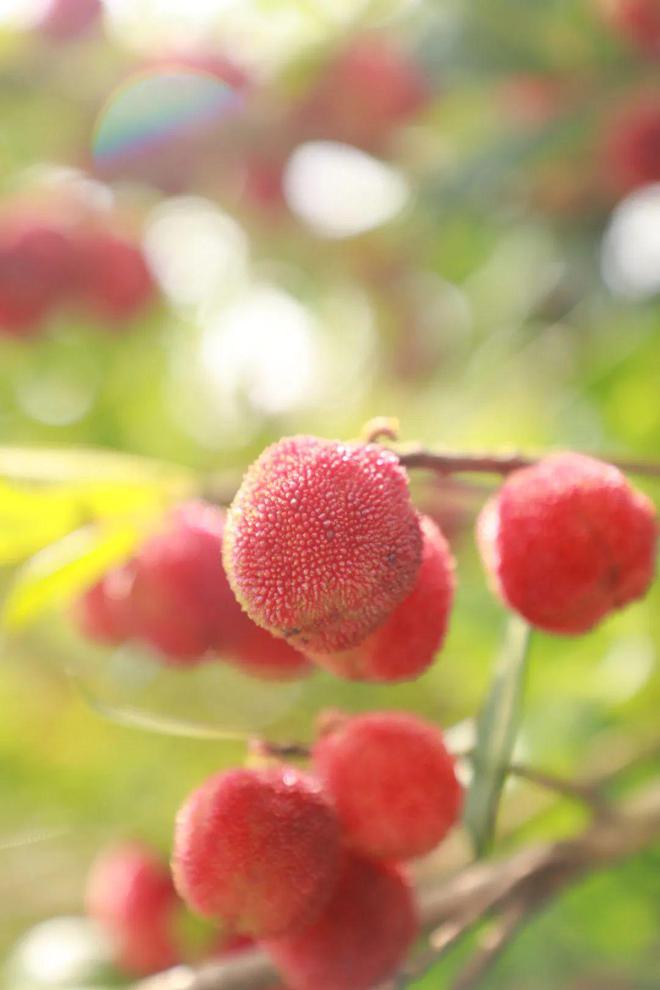 夏日炎炎 “梅”好味道(夏日炎炎下一句词语有哪些)