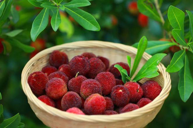 夏日炎炎 “梅”好味道(夏日炎炎下一句词语有哪些)