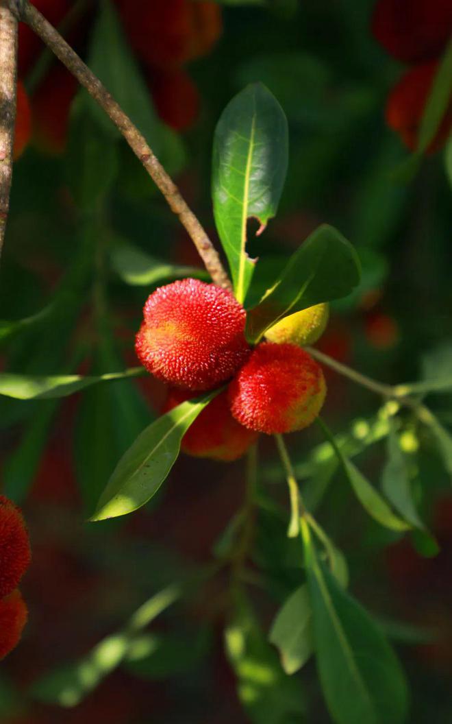 夏日炎炎 “梅”好味道(夏日炎炎下一句词语有哪些)