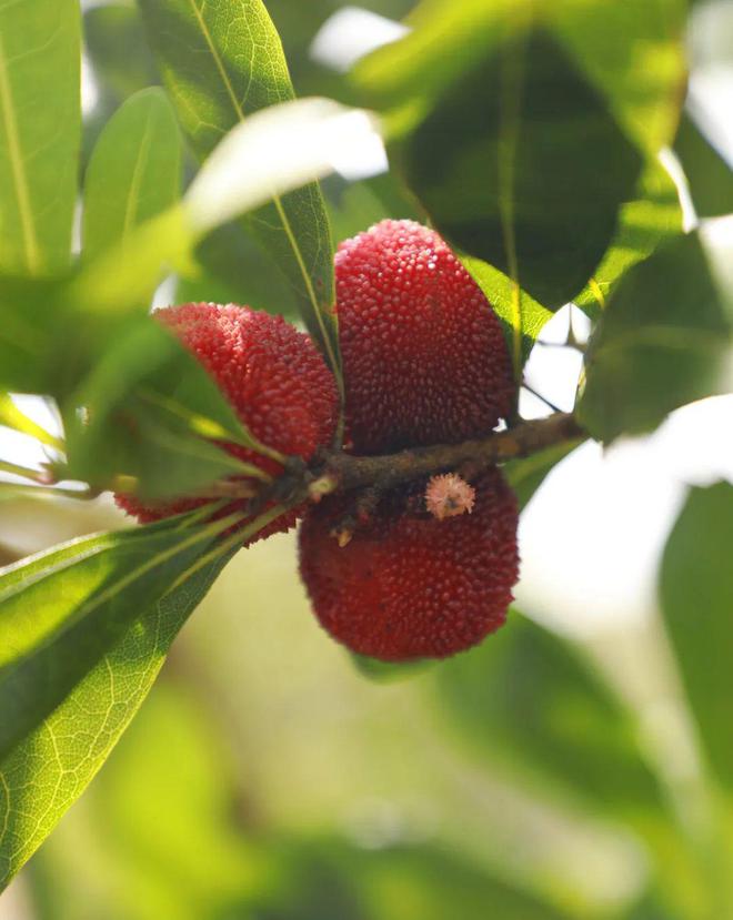 夏日炎炎 “梅”好味道(夏日炎炎下一句词语有哪些)
