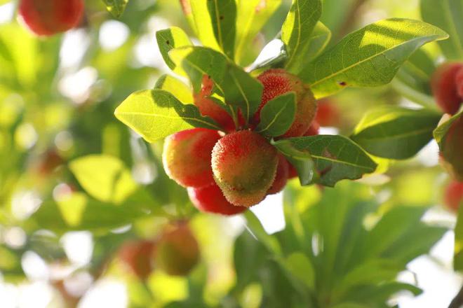 夏日炎炎 “梅”好味道(夏日炎炎下一句词语有哪些)