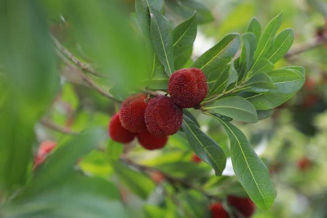 夏日炎炎 “梅”好味道(夏日炎炎下一句词语有哪些)