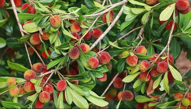 夏日炎炎 “梅”好味道(夏日炎炎下一句词语有哪些)