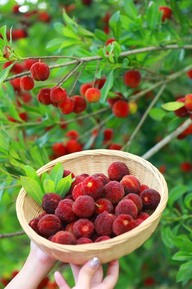 夏日炎炎 “梅”好味道(夏日炎炎下一句词语有哪些)