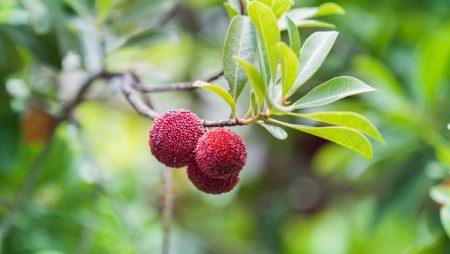 薛全荣:不辞美味在山中(薛全忠教授)