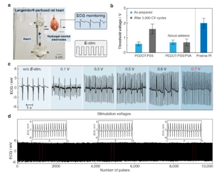 《AM》:坚固、生物相容和抗疲劳的导电水凝胶涂层(水凝胶电导率测试)