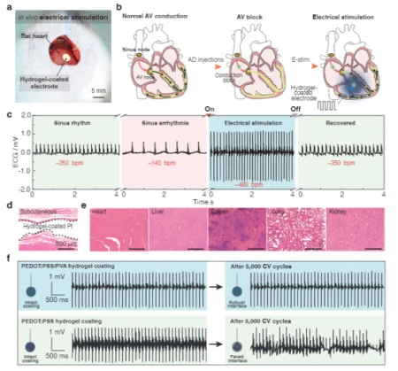 《AM》:坚固、生物相容和抗疲劳的导电水凝胶涂层(水凝胶电导率测试)