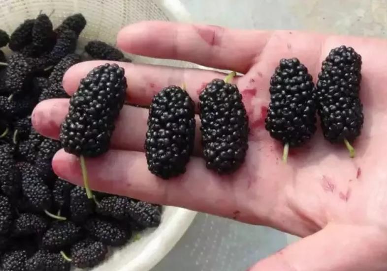 “自带”黄体酮的6种食物,雌激素丰富,建议女性常吃(黄体酮包含什么)