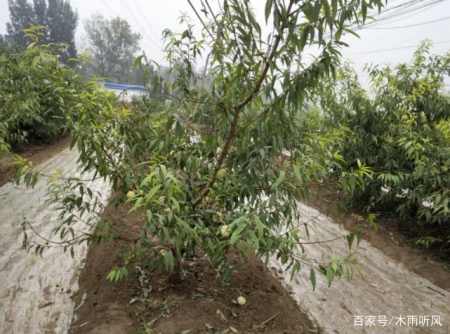 什么果树抗淹能力好?受到水淹如何处理?(防涝的果树)