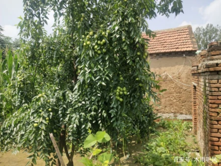 什么果树抗淹能力好?受到水淹如何处理?(防涝的果树)