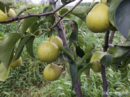 什么果树抗淹能力好?受到水淹如何处理?(防涝的果树)