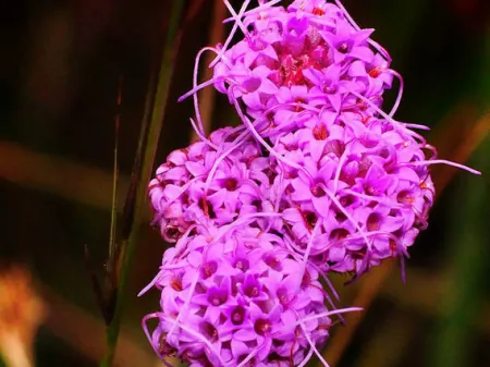 摩羯座有哪些弱点,容易给自己“招黑”?擅长克制,不轻易动情-摩羯座最害怕什么虫子