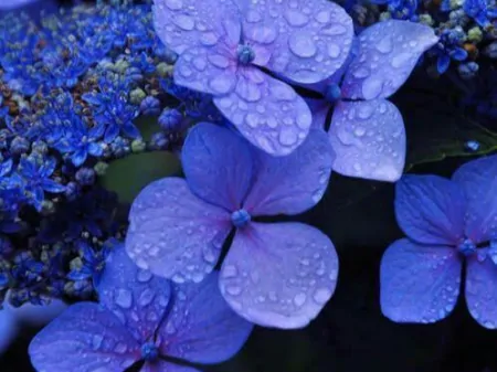 摩羯座有哪些弱点,容易给自己“招黑”?擅长克制,不轻易动情-摩羯座最害怕什么虫子